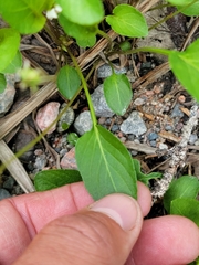 Viola × sublanceolata