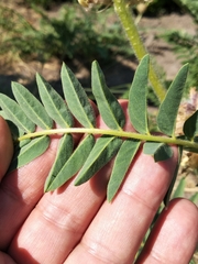 Astragalus alopecurus