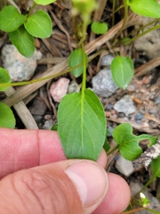 Viola × sublanceolata