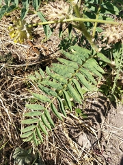 Astragalus alopecurus