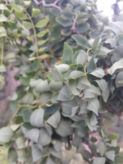 Magnoliopsida