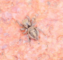 Habronattus arcalorus