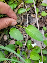 Viola × sublanceolata