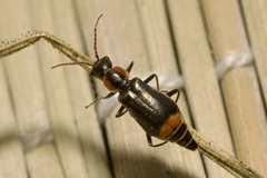 Axinotarsus marginalis