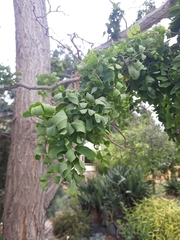 Magnoliopsida