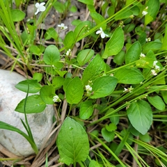 Viola × sublanceolata