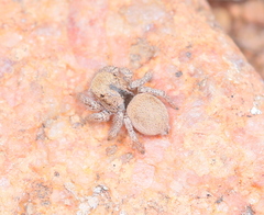 Habronattus arcalorus