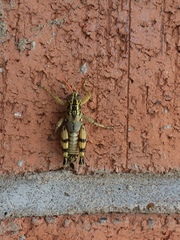 Agroecotettix modestus