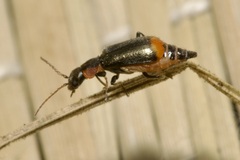 Axinotarsus marginalis