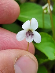 Viola × sublanceolata