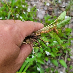 Viola × sublanceolata