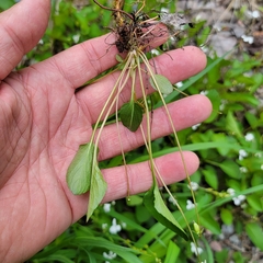 Viola × sublanceolata