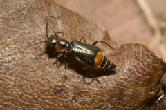 Axinotarsus marginalis