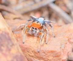 Habronattus arcalorus