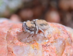 Habronattus arcalorus