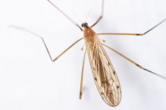 Limonia phragmitidis