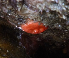 Cnemidocarpa finmarkiensis