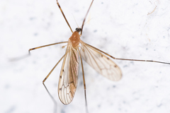 Limonia phragmitidis