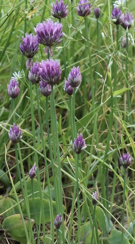 Allium schoenoprasum iNat (3)