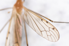 Limonia phragmitidis