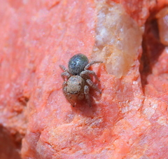 Habronattus altanus