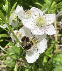 Bombus cryptarum