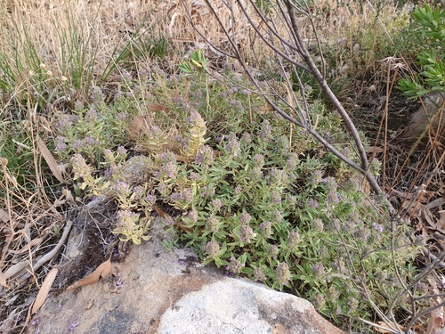 Image of Numidian Thyme (Thymus numidicus) by (c) Mehdi Chetibi, some rights reserved (CC BY)