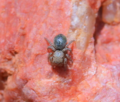 Habronattus altanus