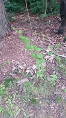 Celastrus orbiculatus