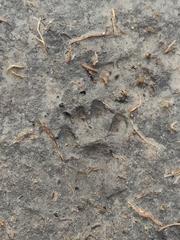 Mammalia