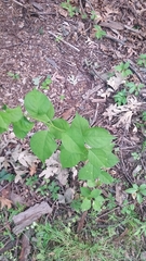 Celastrus orbiculatus