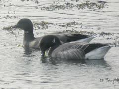 Branta bernicla