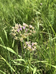Allium canadense lavandulare