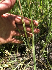 Allium canadense lavandulare
