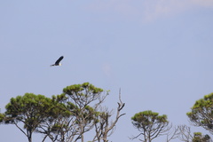 Ardea herodias occidentalis × wardi