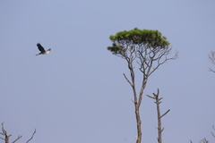 Ardea herodias occidentalis × wardi