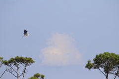 Ardea herodias occidentalis × wardi