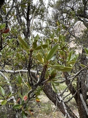 Cercocarpus ledifolius