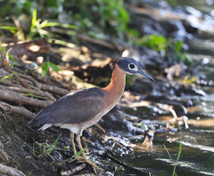 Gorsachius leuconotus