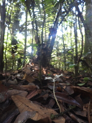 Degranvillea dermaptera