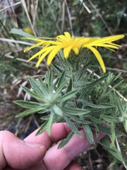 Heterotheca stenophylla