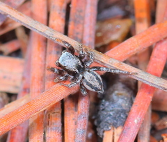 Habronattus altanus