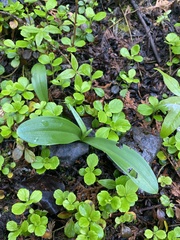 Platanthera unalascensis