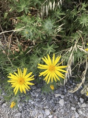 Heterotheca stenophylla