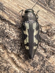 Buprestis laeviventris