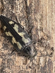 Buprestis laeviventris
