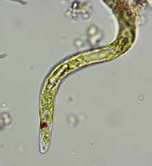 Euglena mutabilis