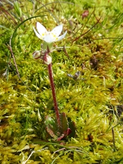 Micranthes stellaris