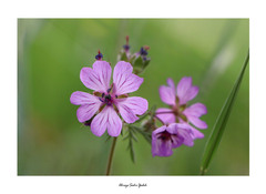 Geranium tuberosum