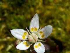 Micranthes stellaris